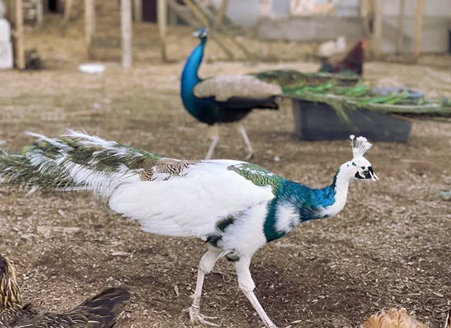 Інкубаційне яйце Павлін.Павич- фото № 2