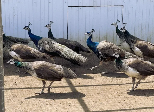 Інкубаційне яйце Павлін.Павич- фото № 20