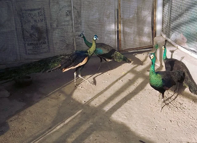 Інкубаційне яйце Павлін.Павич- фото № 3