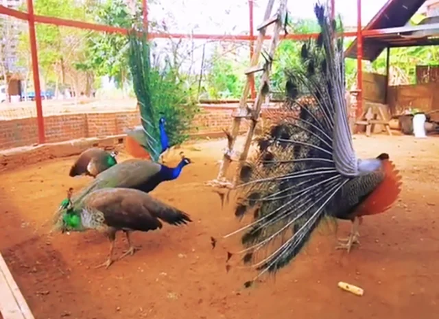 Інкубаційне яйце Павлін.Павич- фото № 4