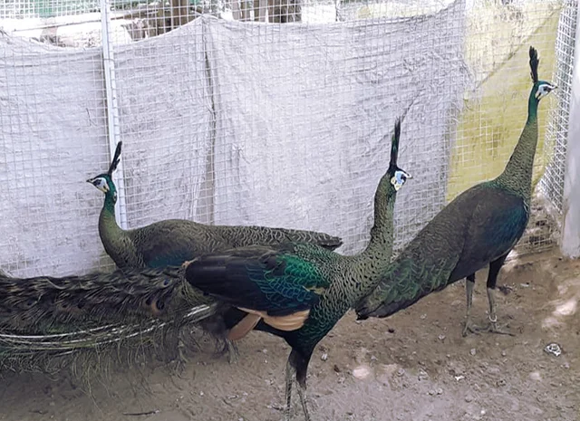 Інкубаційне яйце Павлін.Павич- фото № 5