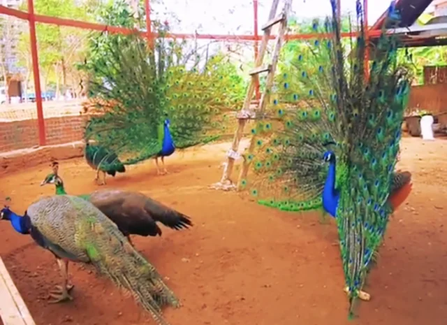 Інкубаційне яйце Павлін.Павич- фото № 6