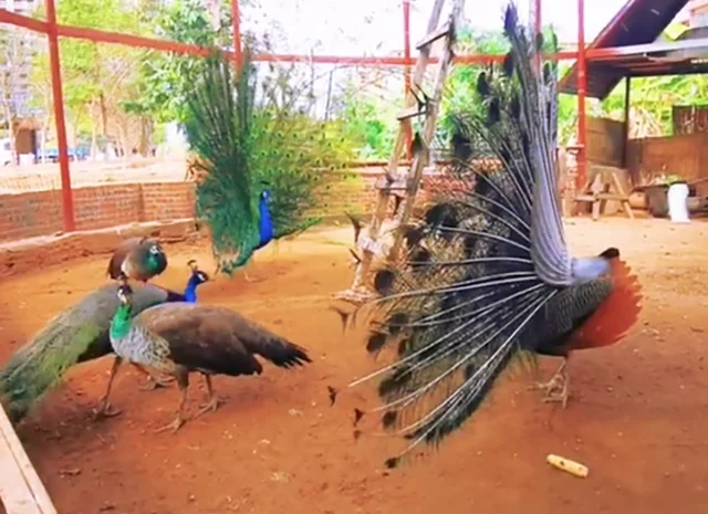 Інкубаційне яйце Павлін.Павич- фото № 7