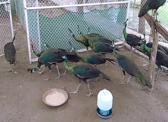 Інкубаційне яйце Павлін.Павич- фото № 8