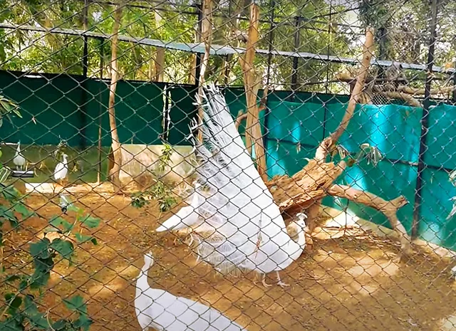 Інкубаційне яйце Павлін.Павич- фото № 9