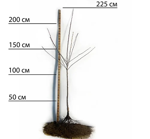 Саженцы черешни Валерий Чкалов - 2 года- фото № 1