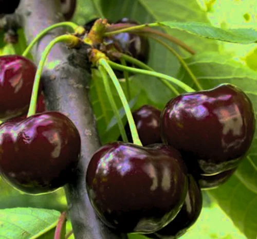 Саженцы черешни Великоплідной - 2 года- фото № 1