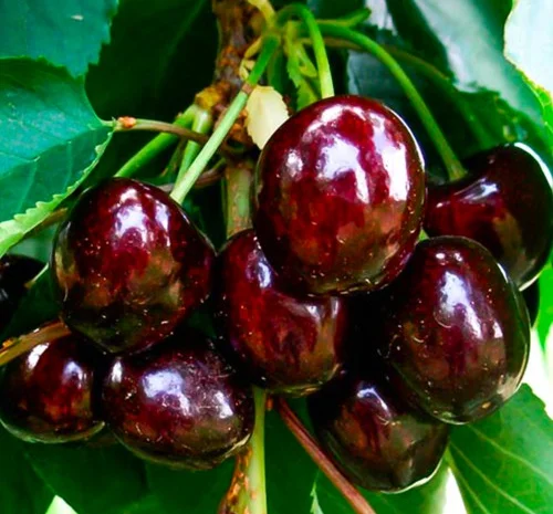 Саженцы черешни Блек Стар - 2 года- фото № 1