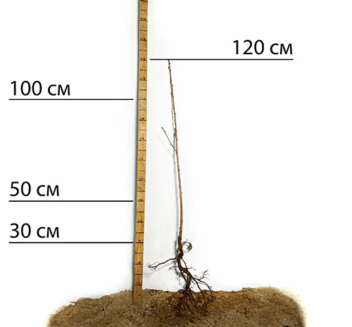 Саджанці колоновидної черешні Хелена у продажу- фото № 2