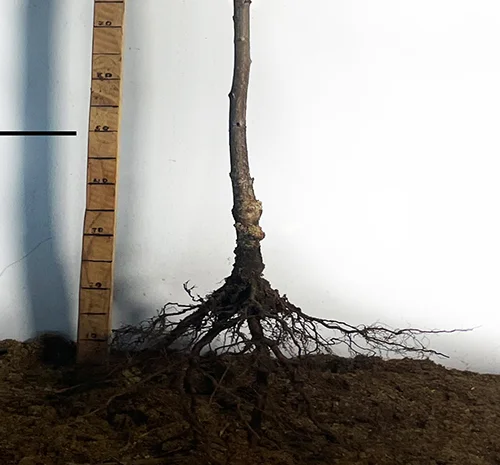 Саженцы черешни Великоплодной Желтой - 2 года- фото № 3