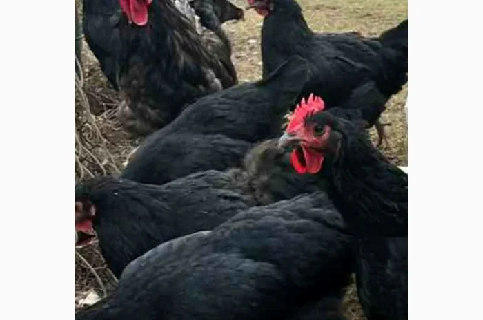 Продам і.я.змвшаних порід Джерсійський гігант Лівенська ситцева- фото № 1