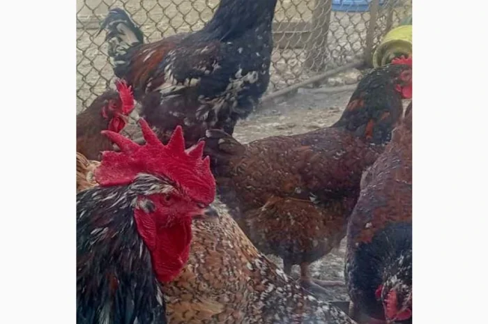 Продам і.я.змвшаних порід Джерсійський гігант Лівенська ситцева- фото № 2