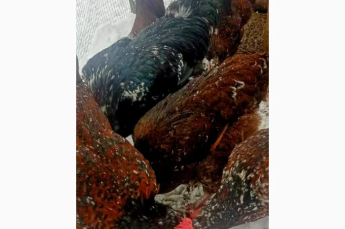 Продам і.я.змвшаних порід Джерсійський гігант Лівенська ситцева- фото № 3