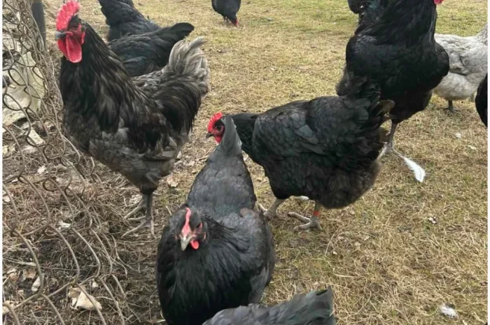 Продам і.я.змвшаних порід Джерсійський гігант Лівенська ситцева- фото № 4