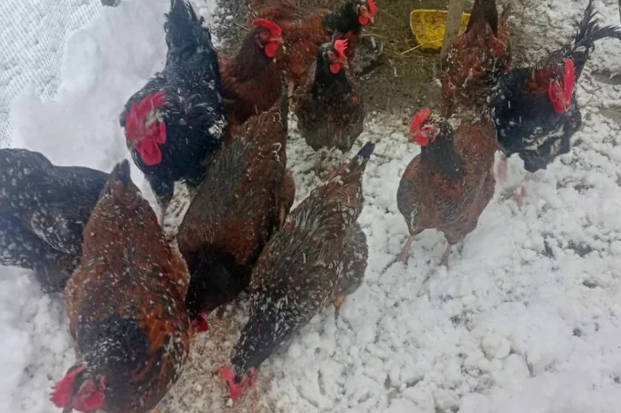 Продам і.я.змвшаних порід Джерсійський гігант Лівенська ситцева- фото № 5