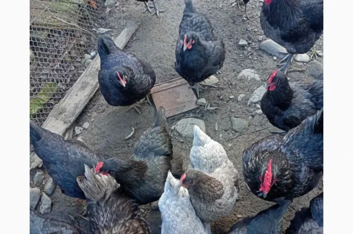 Продам і.я.змвшаних порід Джерсійський гігант Лівенська ситцева- фото № 6