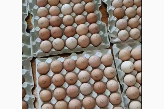 Инкубационное яйцо- фото № 1