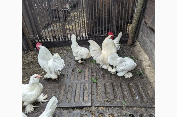 Інкубаційне яйце білого міфлера- фото № 1