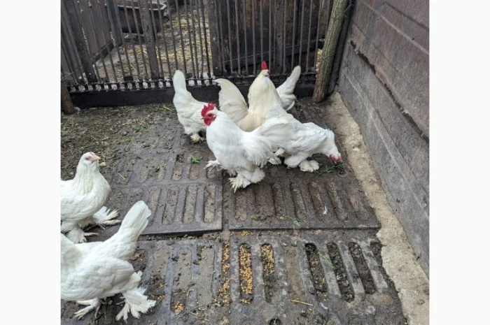 Інкубаційне яйце білого міфлера- фото № 2