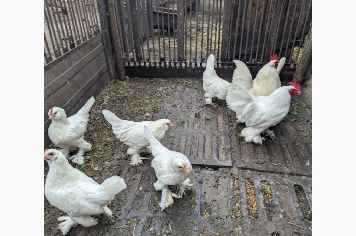 Інкубаційне яйце білого міфлера- фото № 3