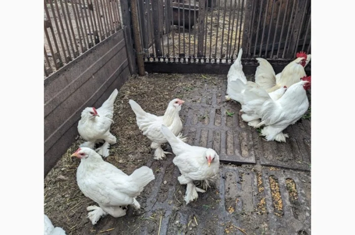 Інкубаційне яйце білого міфлера- фото № 4