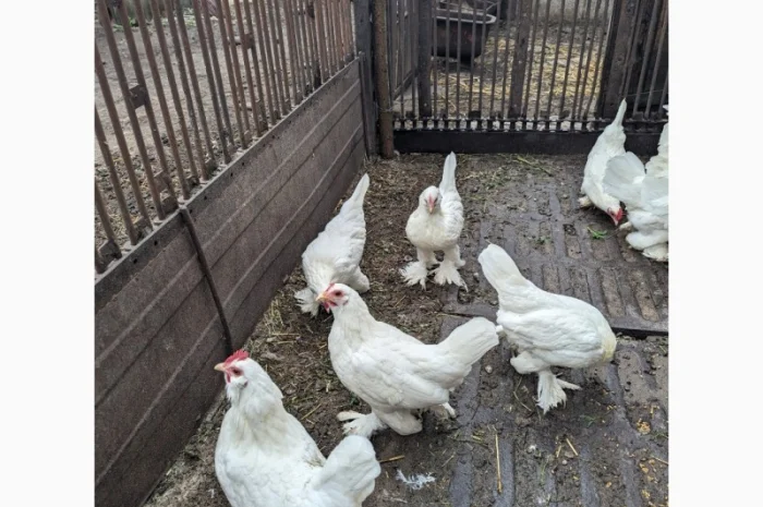 Інкубаційне яйце білого міфлера- фото № 5