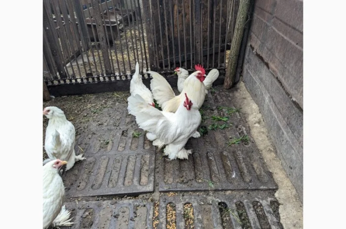 Інкубаційне яйце білого міфлера- фото № 6