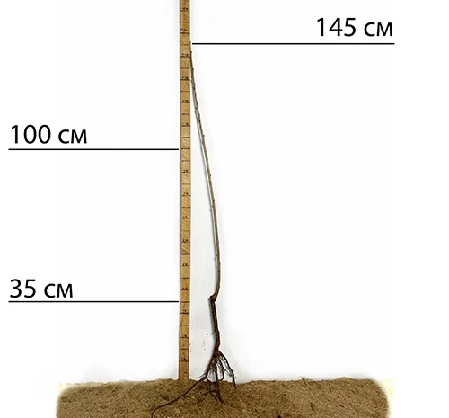 Саженцы черешни сорта Дачниця - 1 год- фото № 1