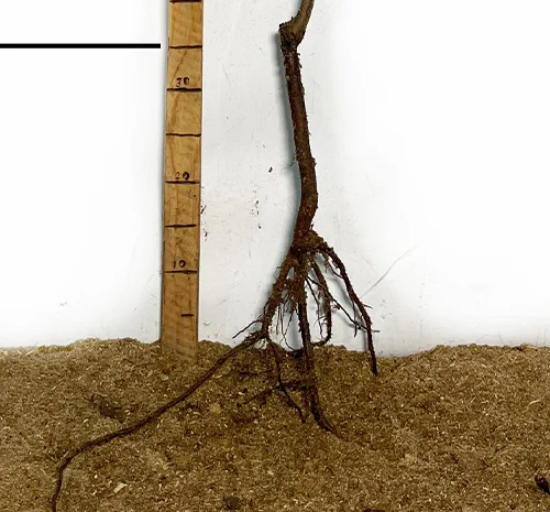 Саджанці черешні Великоплідної - 1 рік- фото № 2