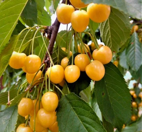 Саджанці черешні Великоплідна Жовта - 1-річні- фото № 2