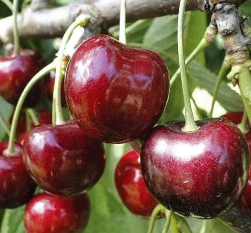 Саджанці черешні Валерій Чкалов - 1 рік- фото № 1