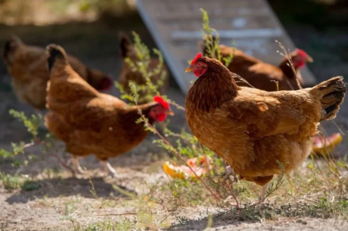 Інкубаційні яйця ломан- фото № 1