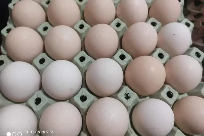 Інкубаційні яйця ломан- фото № 2