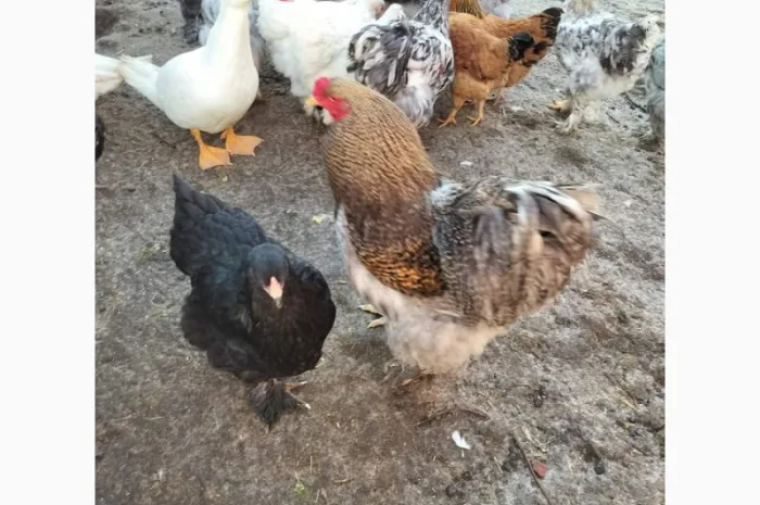 Яйця для інкубацій- фото № 1