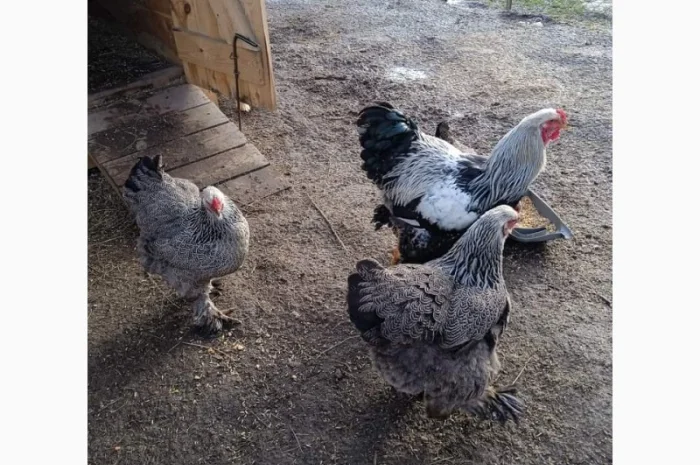 Яйця для інкубацій- фото № 2