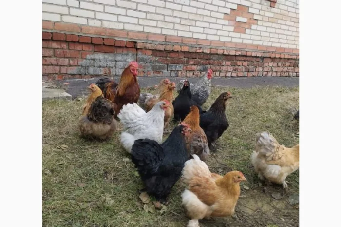 Яйця для інкубацій- фото № 3