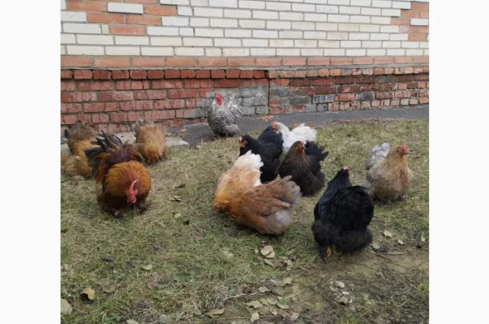 Яйця для інкубацій- фото № 4