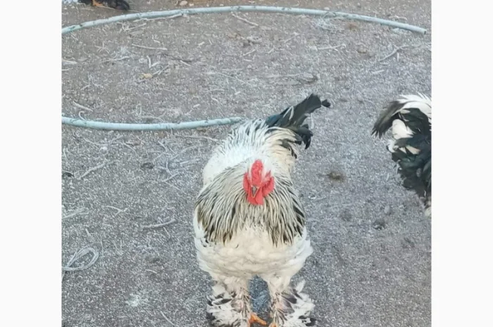 Яйця для інкубацій- фото № 5