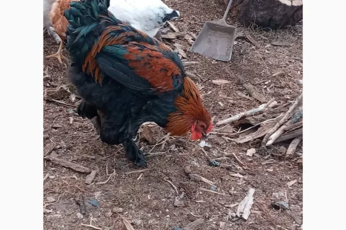 Яйця для інкубацій- фото № 6