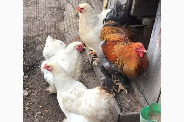 Яйця для інкубацій- фото № 7