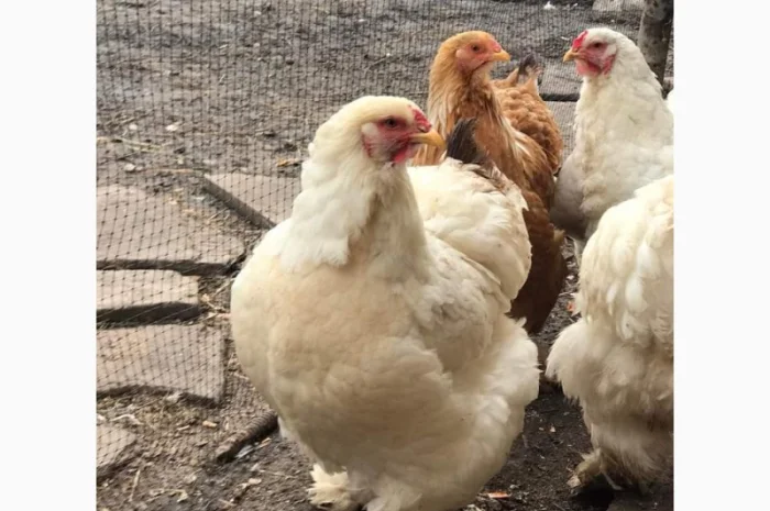 Яйця для інкубацій- фото № 8