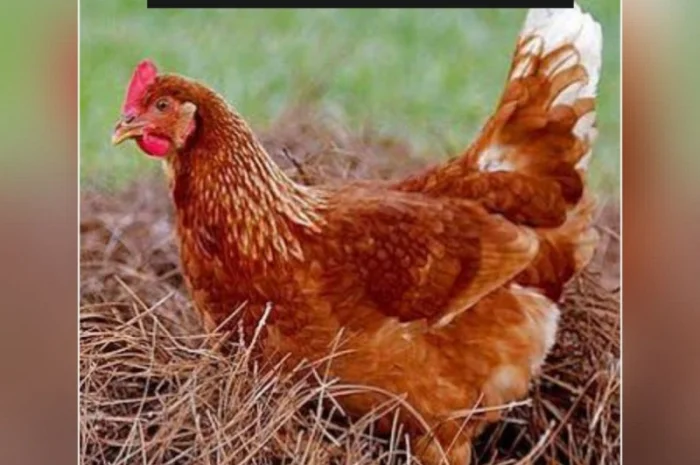 Куры несушки породы Ломанн Браун 4,5 месяца- фото № 1