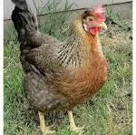 Кури чубаті Гріншели- фото № 1