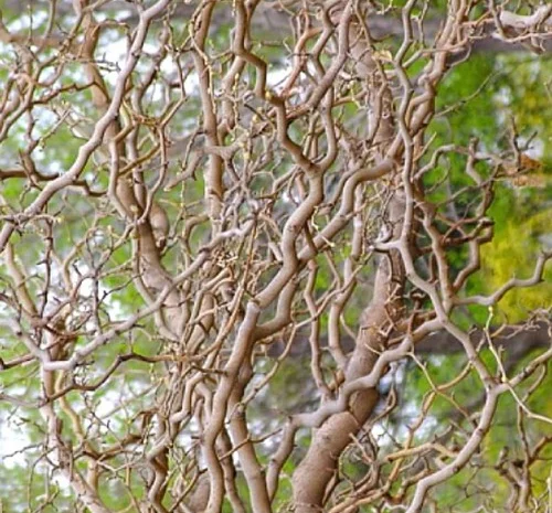 Саженцы звивистой шелковицы Тортуоза- фото № 1