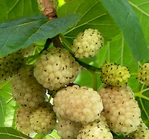 Саджанці шовковиці Біла Медова (привитий) - 2 роки- фото № 1