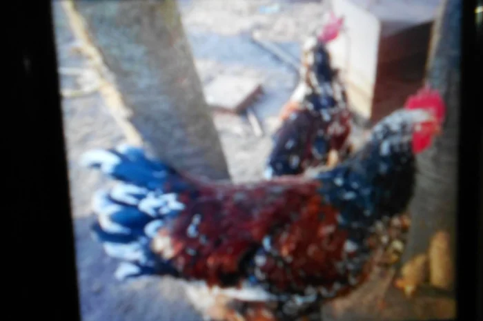 Продаются куры породы Лівенська ситцева- фото № 1