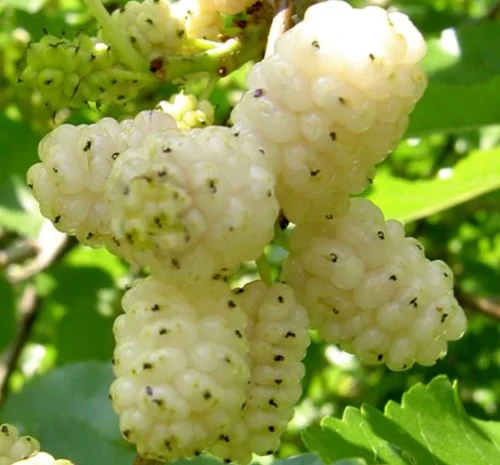 Саджанці шовковиці Біла Леді (привиті) - 2 роки- фото № 1