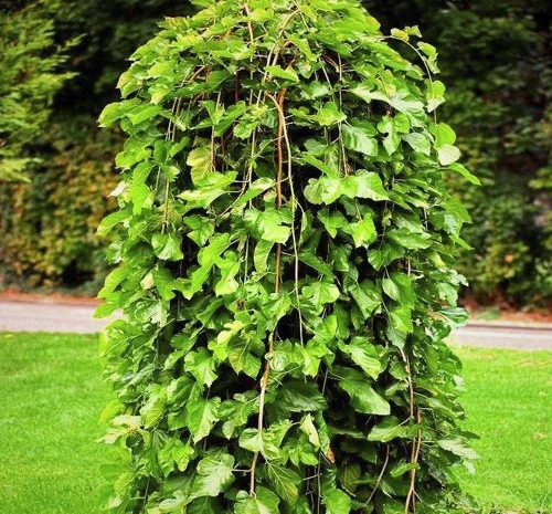 Саженцы плакучей шелковицы на штамбе Шепит Ветра- фото № 1