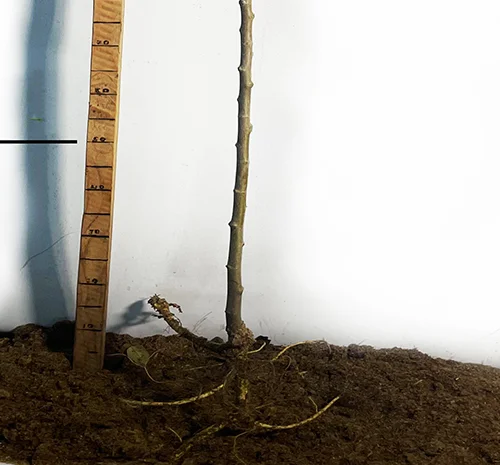 Саженцы плакучей шелковицы на штамбе Шепит Ветра- фото № 3