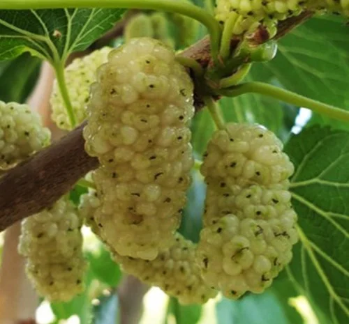 Саженцы шелковицы Виктория (привитые) - 2-летние- фото № 1